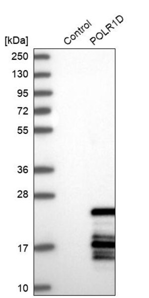 Merck Anti-POLR1D antibody produced in rabbit
