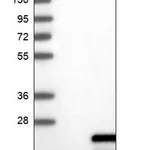 Merck Anti-POLR1D antibody produced in rabbit
