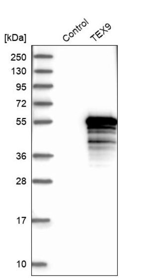 Merck Anti-TEX9 antibody produced in rabbit