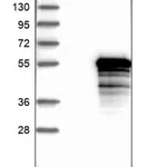 Merck Anti-TEX9 antibody produced in rabbit