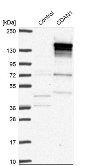 Merck Anti-CDAN1 antibody produced in rabbit