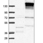 Merck Anti-CDAN1 antibody produced in rabbit