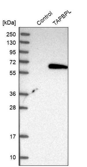 Merck Anti-TAPBPL antibody produced in rabbit