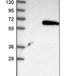 Merck Anti-TAPBPL antibody produced in rabbit