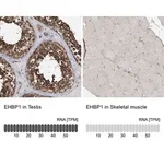 Merck Anti-EHBP1 antibody produced in rabbit