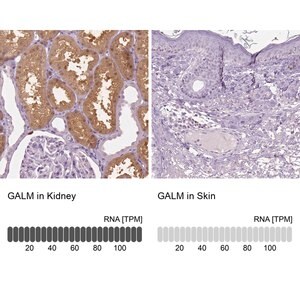 Merck Anti-GALM antibody produced in rabbit