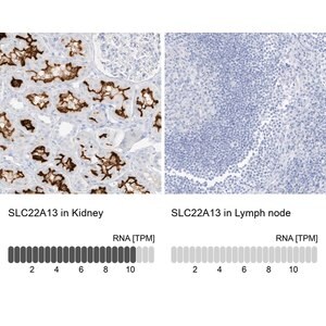 Merck Anti-SLC22A13 antibody produced in rabbit