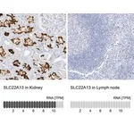 Merck Anti-SLC22A13 antibody produced in rabbit