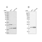 Merck Anti-CGGBP1 antibody produced in rabbit