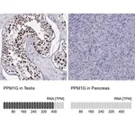 Merck Anti-PPM1G antibody produced in rabbit