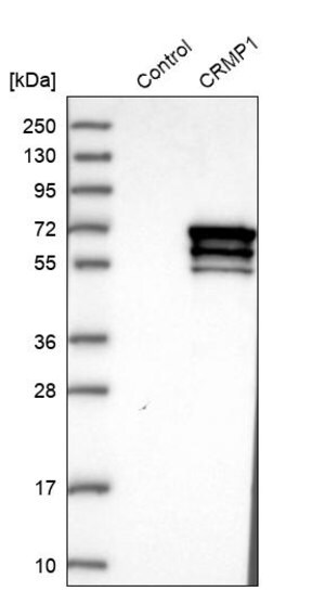 Merck Anti-CRMP1 antibody produced in rabbit