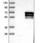 Merck Anti-CRMP1 antibody produced in rabbit