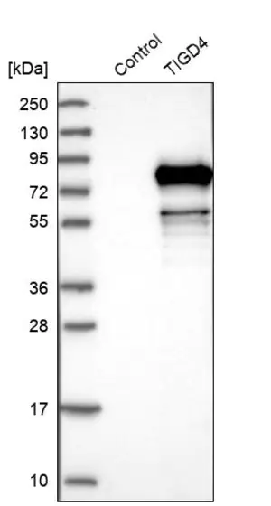 Merck Anti-TIGD4 antibody produced in rabbit