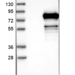 Merck Anti-TIGD4 antibody produced in rabbit