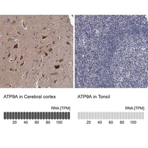 Merck Anti-ATP9A antibody produced in rabbit