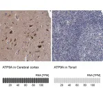 Merck Anti-ATP9A antibody produced in rabbit
