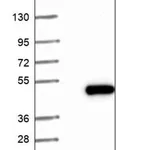 Merck Anti-RPP40 antibody produced in rabbit