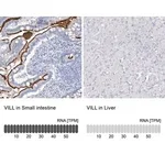 Merck Anti-VILL antibody produced in rabbit