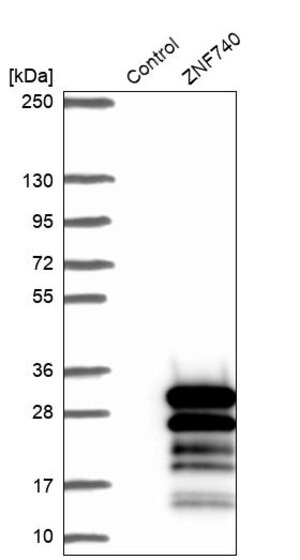Merck Anti-ZNF740 antibody produced in rabbit
