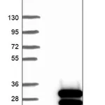 Merck Anti-ZNF740 antibody produced in rabbit