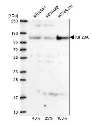 Merck Anti-KIF20A antibody produced in rabbit