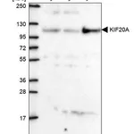 Merck Anti-KIF20A antibody produced in rabbit