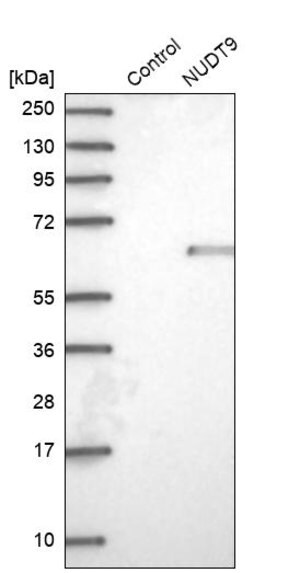 Merck Anti-NUDT9 antibody produced in rabbit