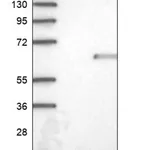 Merck Anti-NUDT9 antibody produced in rabbit