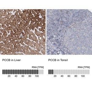 Merck Anti-PCCB antibody produced in rabbit