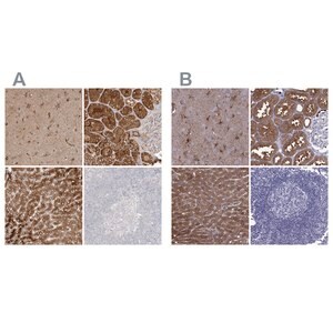 Merck Anti-ALDH1L1 antibody produced in rabbit