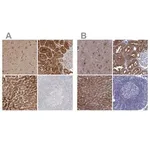 Merck Anti-ALDH1L1 antibody produced in rabbit