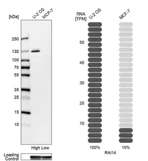 Merck Anti-RAI14 antibody produced in rabbit