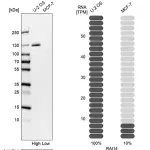 Merck Anti-RAI14 antibody produced in rabbit