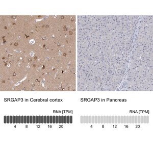 Merck Anti-SRGAP3 antibody produced in rabbit