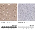 Merck Anti-SRGAP3 antibody produced in rabbit