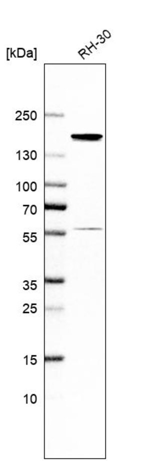 Merck Anti-NCAPD2 antibody produced in rabbit