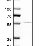 Merck Anti-NCAPD2 antibody produced in rabbit