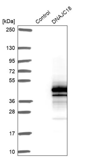 Merck Anti-DNAJC18 antibody produced in rabbit