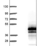 Merck Anti-DNAJC18 antibody produced in rabbit