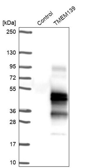 Merck Anti-TMEM139 antibody produced in rabbit