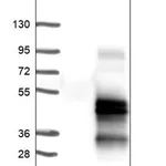 Merck Anti-TMEM139 antibody produced in rabbit