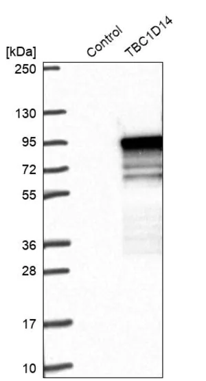 Merck Anti-TBC1D14 antibody produced in rabbit