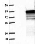 Merck Anti-TBC1D14 antibody produced in rabbit