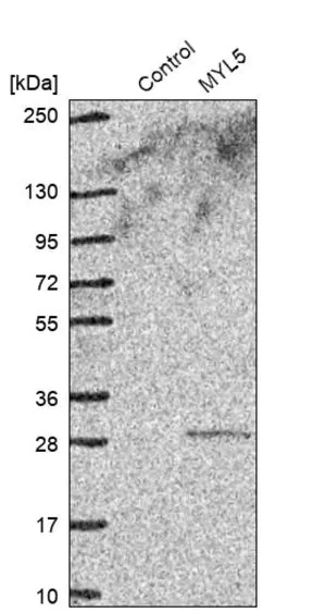Merck Anti-MYL5 antibody produced in rabbit
