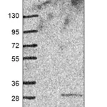 Merck Anti-MYL5 antibody produced in rabbit