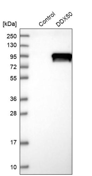 Merck Anti-DDX50 antibody produced in rabbit