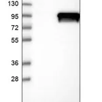 Merck Anti-DDX50 antibody produced in rabbit