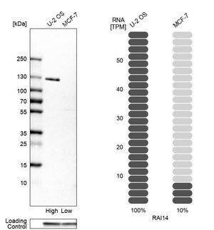 Merck Anti-RAI14 antibody produced in rabbit