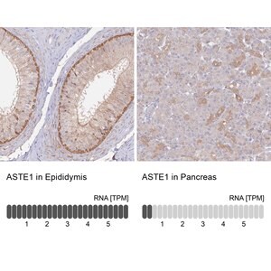 Merck Anti-ASTE1 antibody produced in rabbit