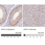Merck Anti-ASTE1 antibody produced in rabbit